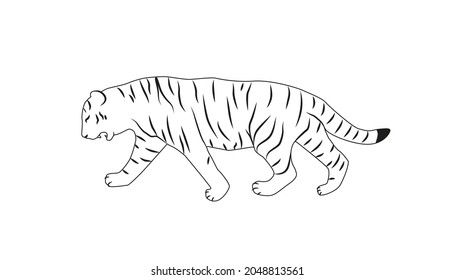 el tigre camina lentamente hacia la izquierda. Vector de ilustración del tigre de dibujo manual.