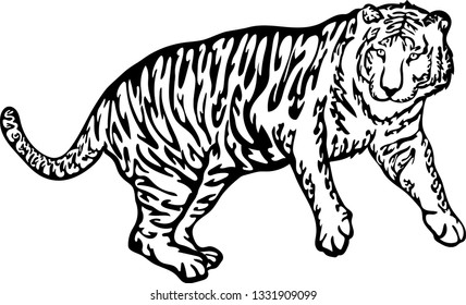Tiger white and black vector illustration