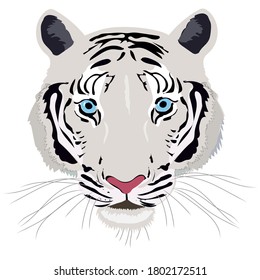Tiger White isolated on black blue background vector