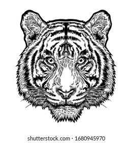 Tiger wild cat animal engraving vector art illustration. Line art for tattoo, shirt, print and sketch art design