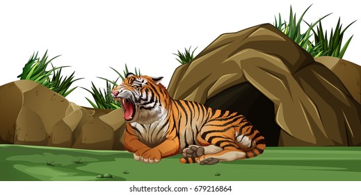 Tiger in zoo enclosure