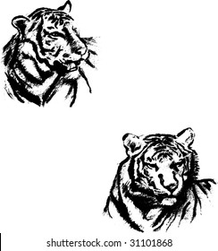  tigers
