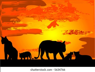 tigers in africa