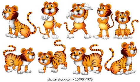 Tigers in different actions on white background illustration