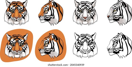 The tiger's head is in profile and in full face. Color vector illustration. Vector contour. Isolated vector.