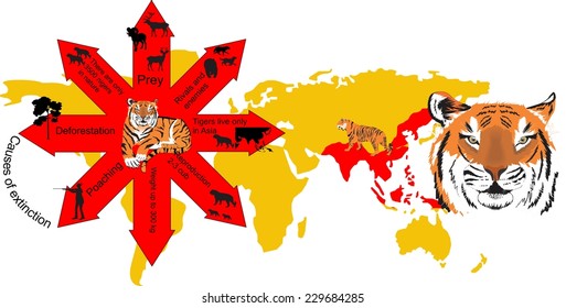 Tiger's infographic