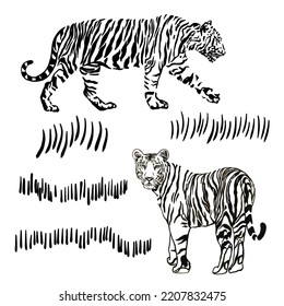 Tigers vector drawing hand drawn black and white graphic print for interior poster, patterns, tattoo, cover, t-shirt. Wild cats of India, Africa.