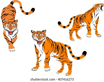 Tigers vector set isolated on white