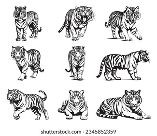 Tigers - wild animals, vector design of tigers isolated on white background