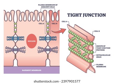 Tight junction as intercellular barrier between epithelial cells outline diagram. Labeled educational scheme with microbiological protein location to separate bowel tissue spaces vector illustration.