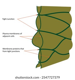 Junções estreitas: um modelo que ilustra os pontos de contato intermitentes entre proteínas integrais de duas membranas opostas