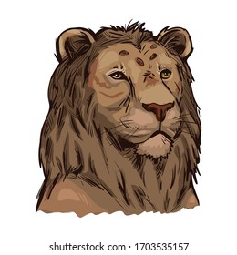 Tigon animal muzzle portrait in closeup. Animalistic drawing of tigon hybrid mammal. Wild car of feline family predator with furry coat. Felidae hunter carnivore creature vector illustration
