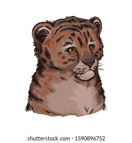 Tigon baby tabby animal vector portrait in closeup isolated sketch. Animalistic drawing of tigon hybrid. Wild cat of feline predator with furry coat. Felidae hunter carnivore hand drawn illustration