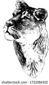 cabeza de tigress mira hacia el lado en tres cuartas partes, esboza gráficos vectoriales monocromos dibujando sobre un fondo blanco