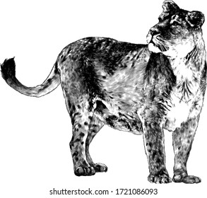 tigress head looks to the side in three-quarters stands tall, sketch vector graphics monochrome drawing on a white background