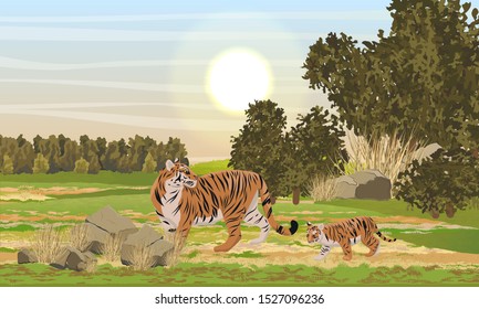 A tigress and her tiger cub walking along a plain with bushes, trees and dry grass. Animals of Asia. Panthera tigris. Big cats. Predatory mammals. Realistic vector landscape