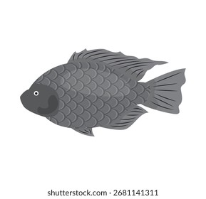 Tilapia for educational materials aquarium decor and seafood branding