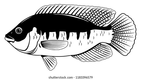 Tilapia Fish Black and White