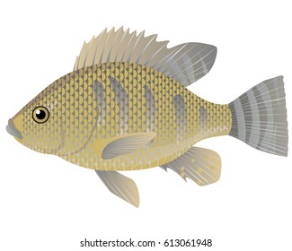 Tilapia fish cartoon vector illustration