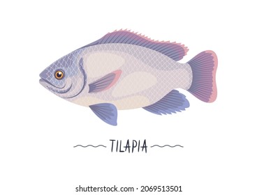 Tilapia fish fresh raw vector icon, sign, simbol, object. Helthy tasty pink meat fish, seafood. Design element for label, package, menu