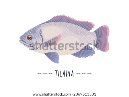 Tilapia fish fresh raw vector icon, sign, simbol, object. Helthy tasty pink meat fish, seafood. Design element for label, package, menu