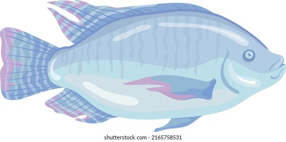 Tilapia Fish Glossy Scales Cartoon Underwater Stock Vector (Royalty ...