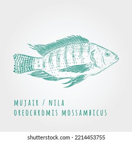 Tilapia fish hand drawn art, vector illustration 
