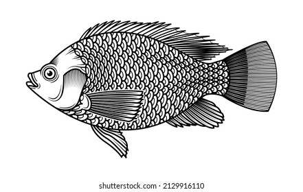 Tilapia Fish Hand Drawn Vector. Hand drawn design.  Isolated on white background.