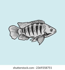 tilapia fish hand drawn vector illustration