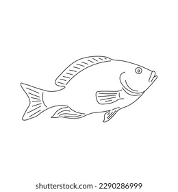 Tilapia fish illustration isolated on a white background. Vector.
