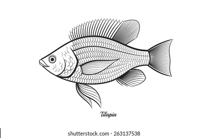 Fish Tilapia Images Stock Photos Vectors Shutterstock