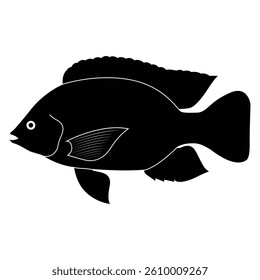 tilapia fish vector illustration  black and white
