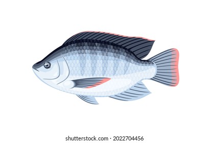 Tilapia fish. Vector illustration cartoon flat icon isolated on white background.