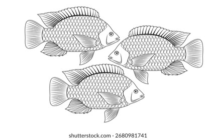 Imagen de Vector de pescado de tilapia en fondo blanco.