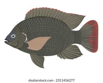 Tilapia on a white background.