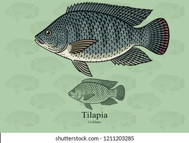 Tilapia. Vector illustration with refined details and optimized stroke that allows the image to be used in small sizes (in packaging design, decoration, educational graphics, etc.)