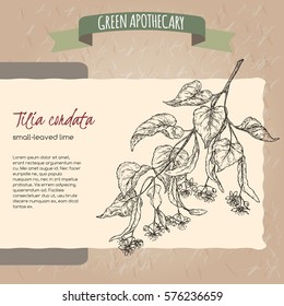 Tilia cordata aka small leaved lime or linden sketch. Green apothecary series. Great for traditional medicine, gardening or cooking design.