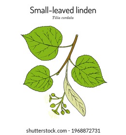 Tilia cordata o linden de hojas pequeñas, planta medicinal. Ilustración de vector botánico dibujada a mano