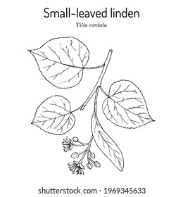 Tilia cordata o linden de hojas pequeñas, planta medicinal. Ilustración de vector botánico dibujada a mano