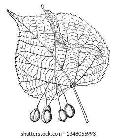 Los Platyphyllos de Tilia son árboles caducifolios de hoja grande nativos de Europa. Es un árbol de cúpula estrecha con una tasa de crecimiento moderada, y puede alcanzar eventualmente una altura de 40 m, vintage 