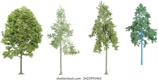 Tilia platyphyllos,pine trees with transparent background, 3D rendering, for illustration, digital composition, architecture visualization