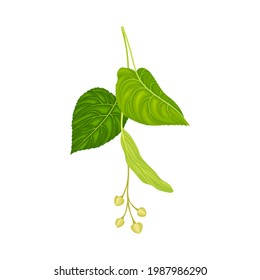 Tilia Specie or Linden with Cluster of Fragrant Yellowish-white Flowers and Green Cordate Leaf Vector Illustration