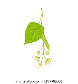 Tilia Specie or Linden with Cluster of Fragrant Yellowish-white Flowers and Green Cordate Leaf Vector Illustration