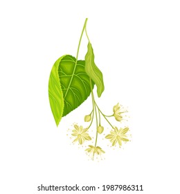 Tilia Specie or Linden with Cluster of Fragrant Yellowish-white Flowers and Green Cordate Leaf Vector Illustration