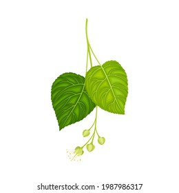 Tilia Specie or Linden with Cluster of Fragrant Yellowish-white Flowers and Green Cordate Leaf Vector Illustration