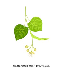 Tilia Specie or Linden with Cluster of Fragrant Yellowish-white Flowers and Green Cordate Leaf Vector Illustration