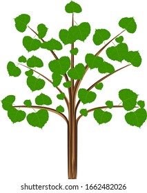 Tilia tree with a brown trunk and green leaves with veins