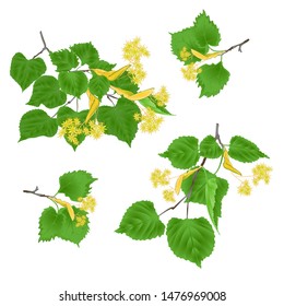 Tilia-Linden tvigs with leaves with Linden flowers set on white background vintage vector illustration editabe hand draw 