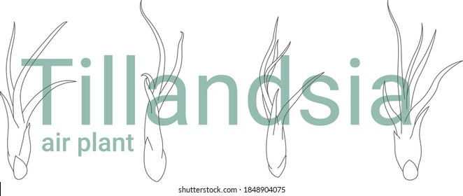 Tillandsia, airplant medusa vector simple outline drawing 