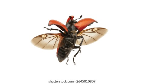 Timarcha Tenebricosa (Bloody-Nosed Beetle) in Flight With Wings Extended